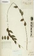 Alexander von Humboldt, Herbarium